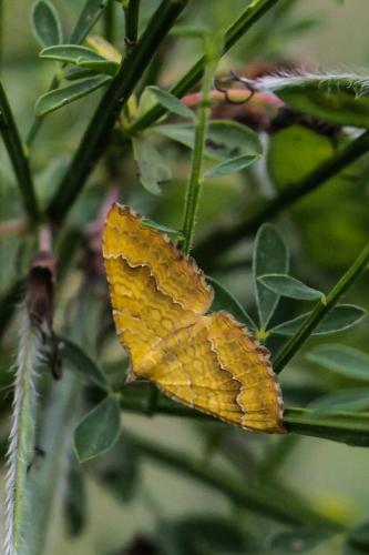 Réf. 224 839 : Camptogramma bilineata